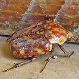 Porphyronata species